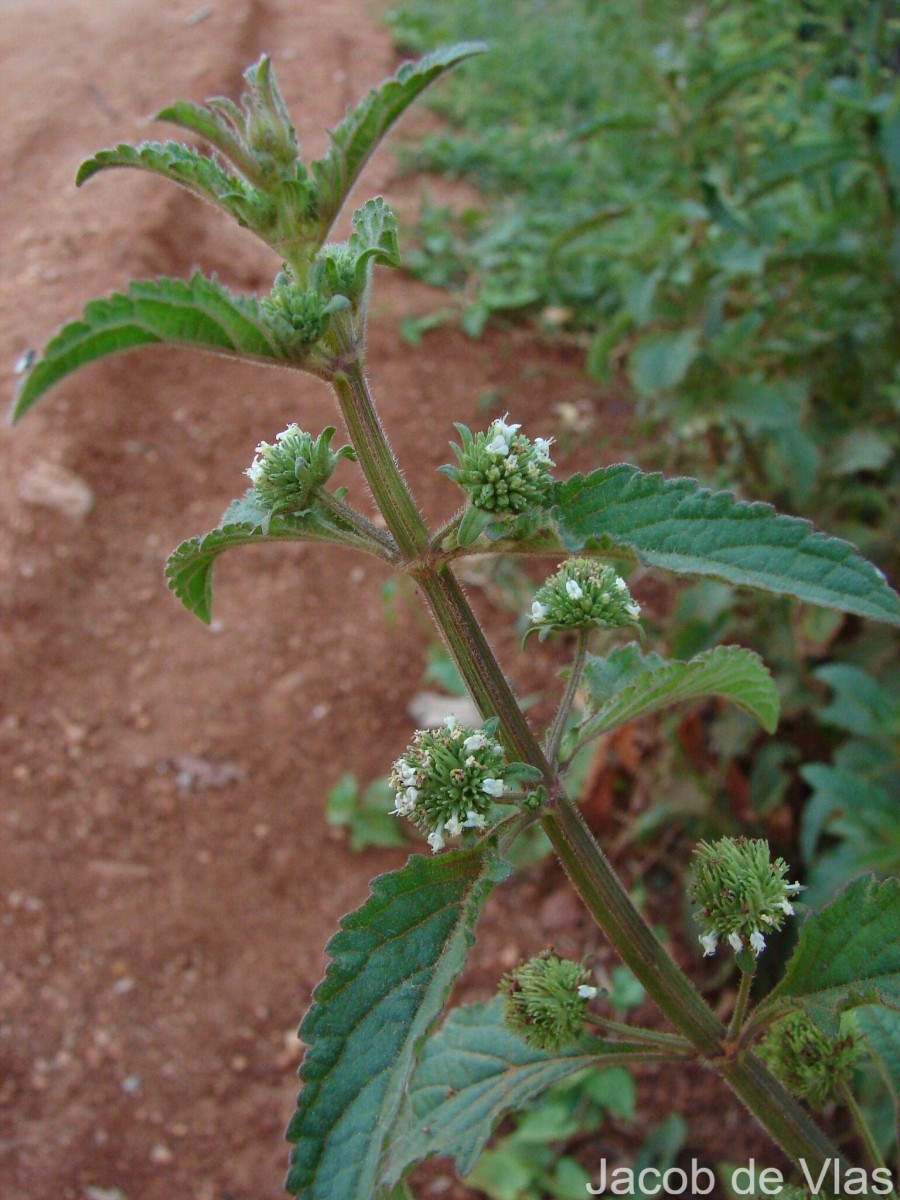 Hyptis capitata Jacq.